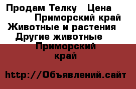 Продам Телку › Цена ­ 50 000 - Приморский край Животные и растения » Другие животные   . Приморский край